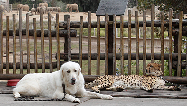 Hunde_helfen_Geparden_in_Zoos_beim_Entspannen-Fuer_mehr_Nachwuchs-Story-351039_630x356px_2_f1oIA3l6M1yfw